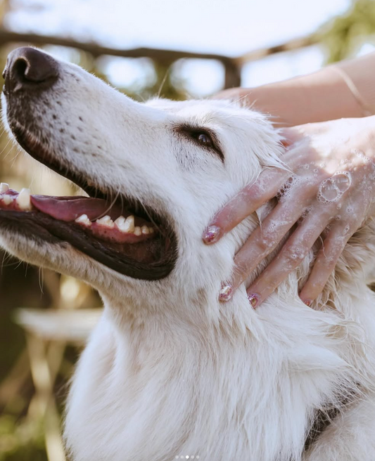 How to Choose Safe and Trustworthy Pet Products (And Why It’s Harder Than You Think)