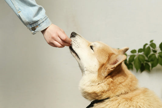 4 Essential Truths About Choosing the Best Dog Supplements