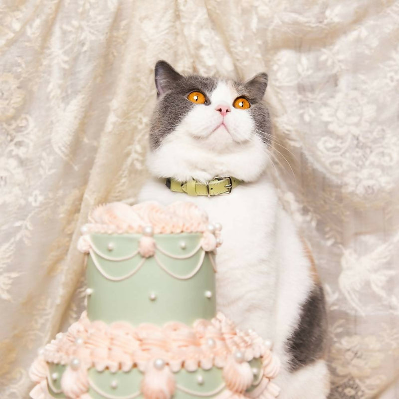Cheshire_WainLuxuryCatCollars-PistachioGreenwithLilyVanilliCake