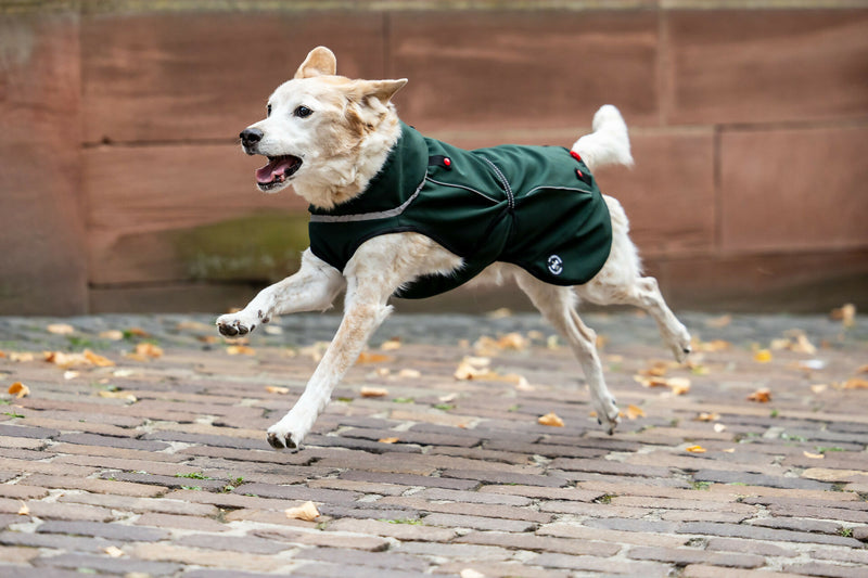 Balu Bild-23