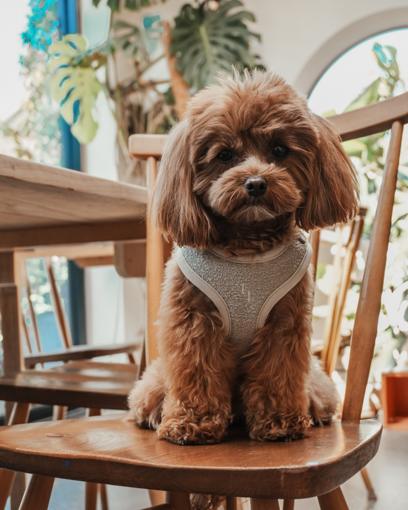 Matcha┃Bouclé Adjustable Harness