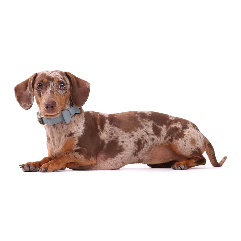 fashion-dog-collar