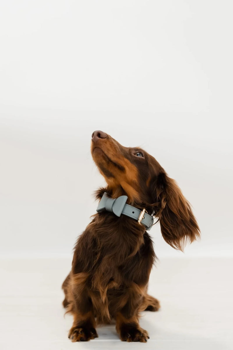 dachshund-collar-puppy