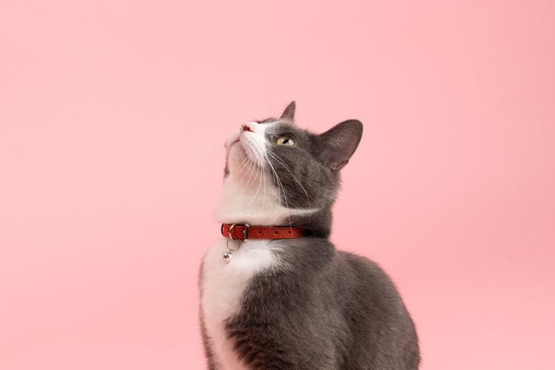 Blue Cork Cat Collar
