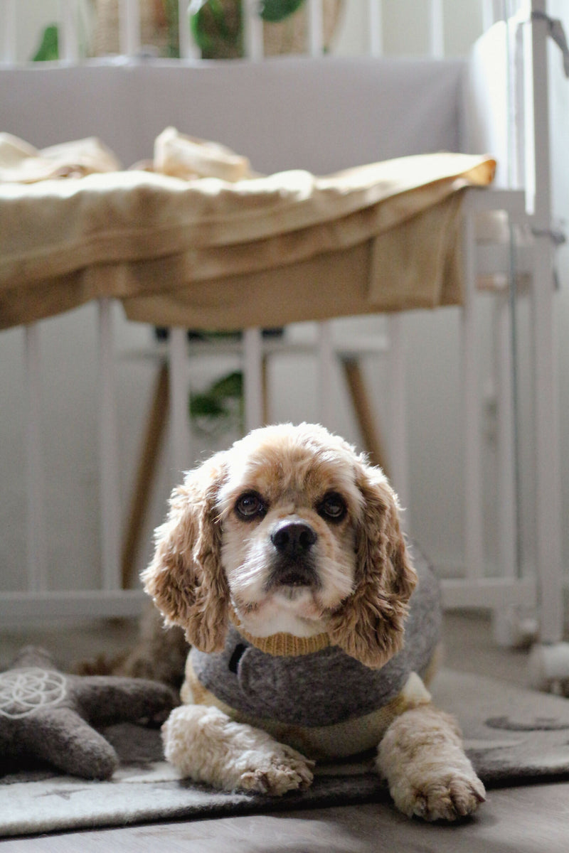 Wooliie_PetClothing_Vest_UnitedHandmadeVirginWoolDogVest1