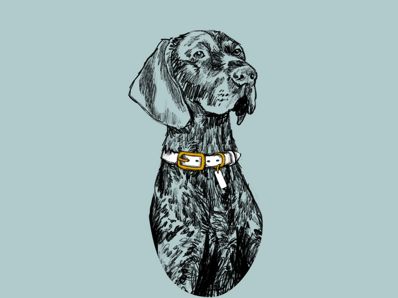 Waterproof Jellies Collar - Hunter