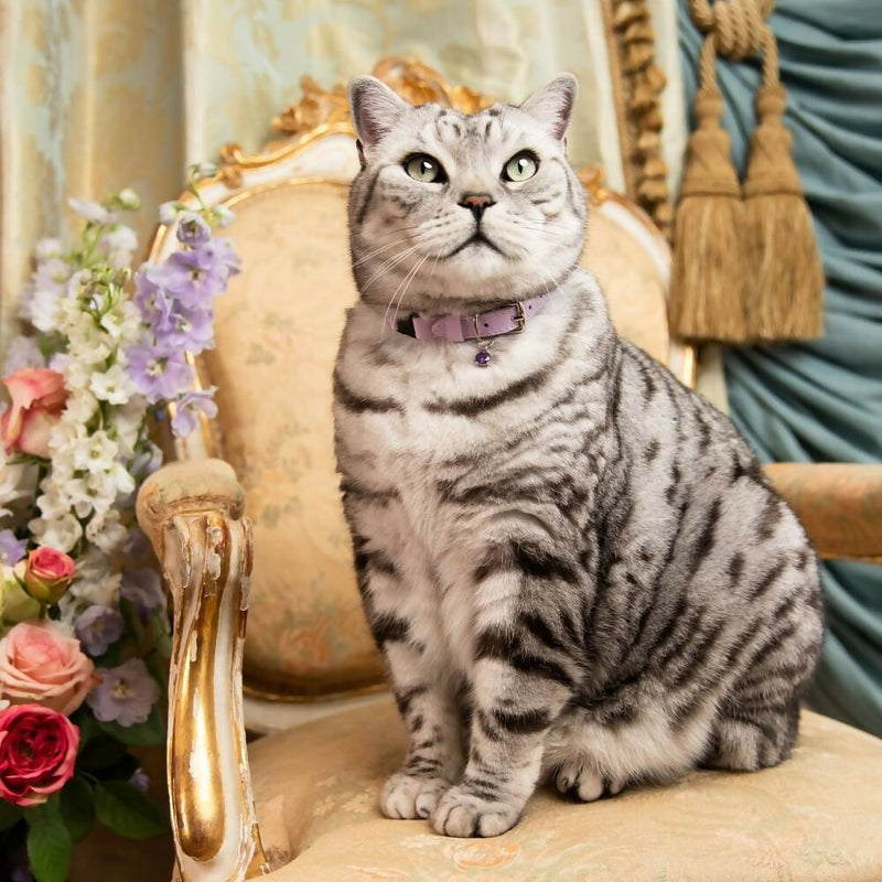 Cheshire_WainLuxuryCatCollars-RococoLilacPurplewithAmethystGemCharmFullCat