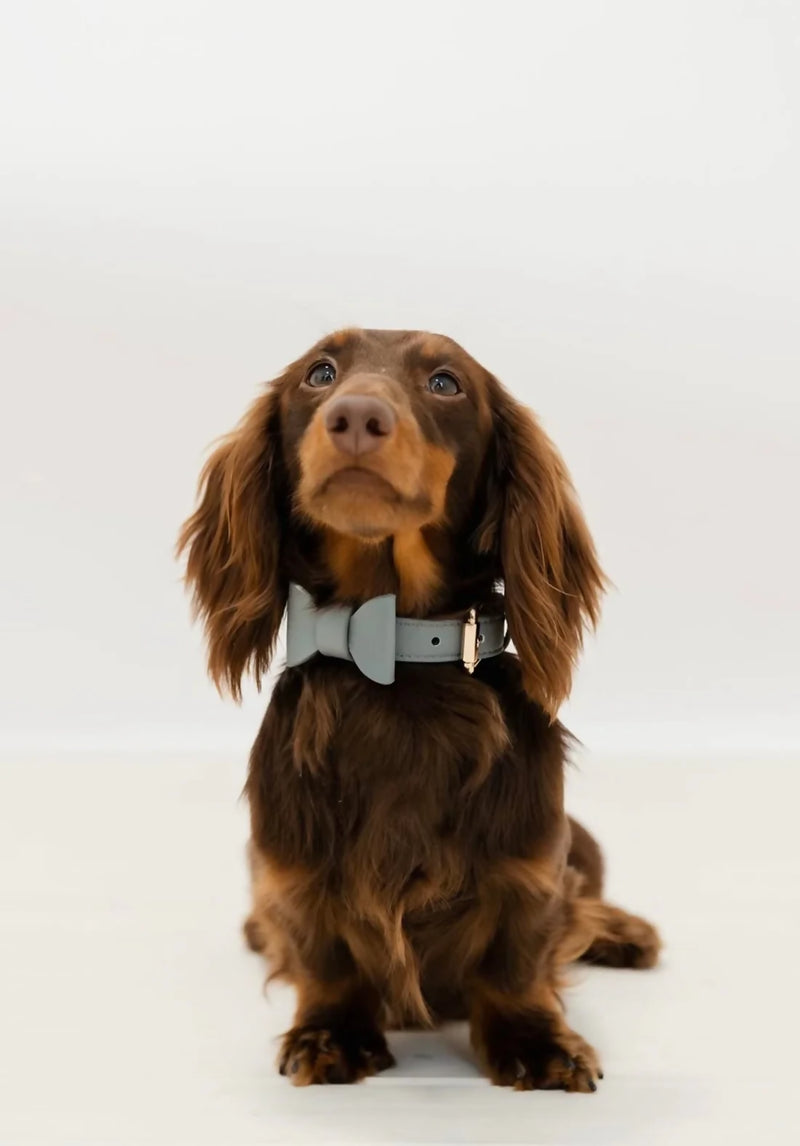 luxury-dog-collar-blue.jpg
