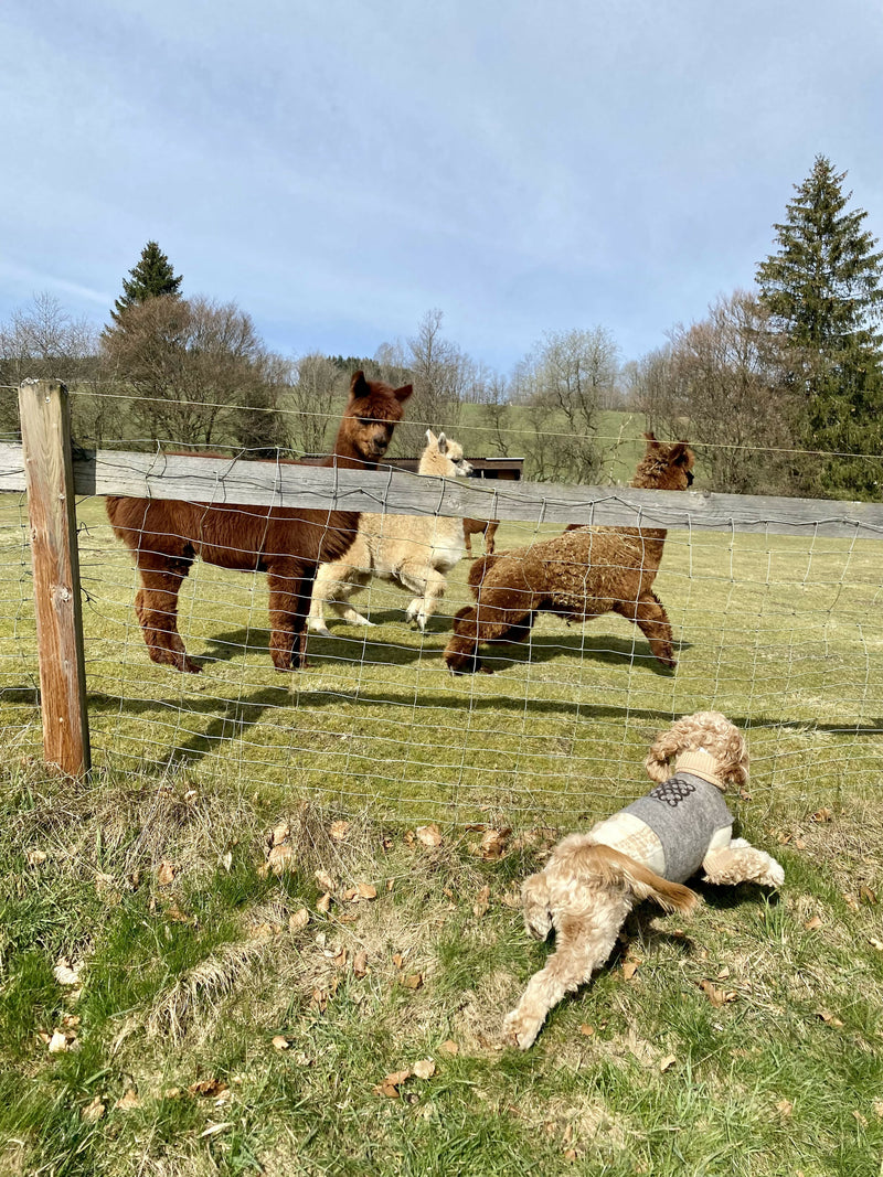 Wooliie_PetClothing_Vest_FaithfulHandmadeVirginWoolDogVest2