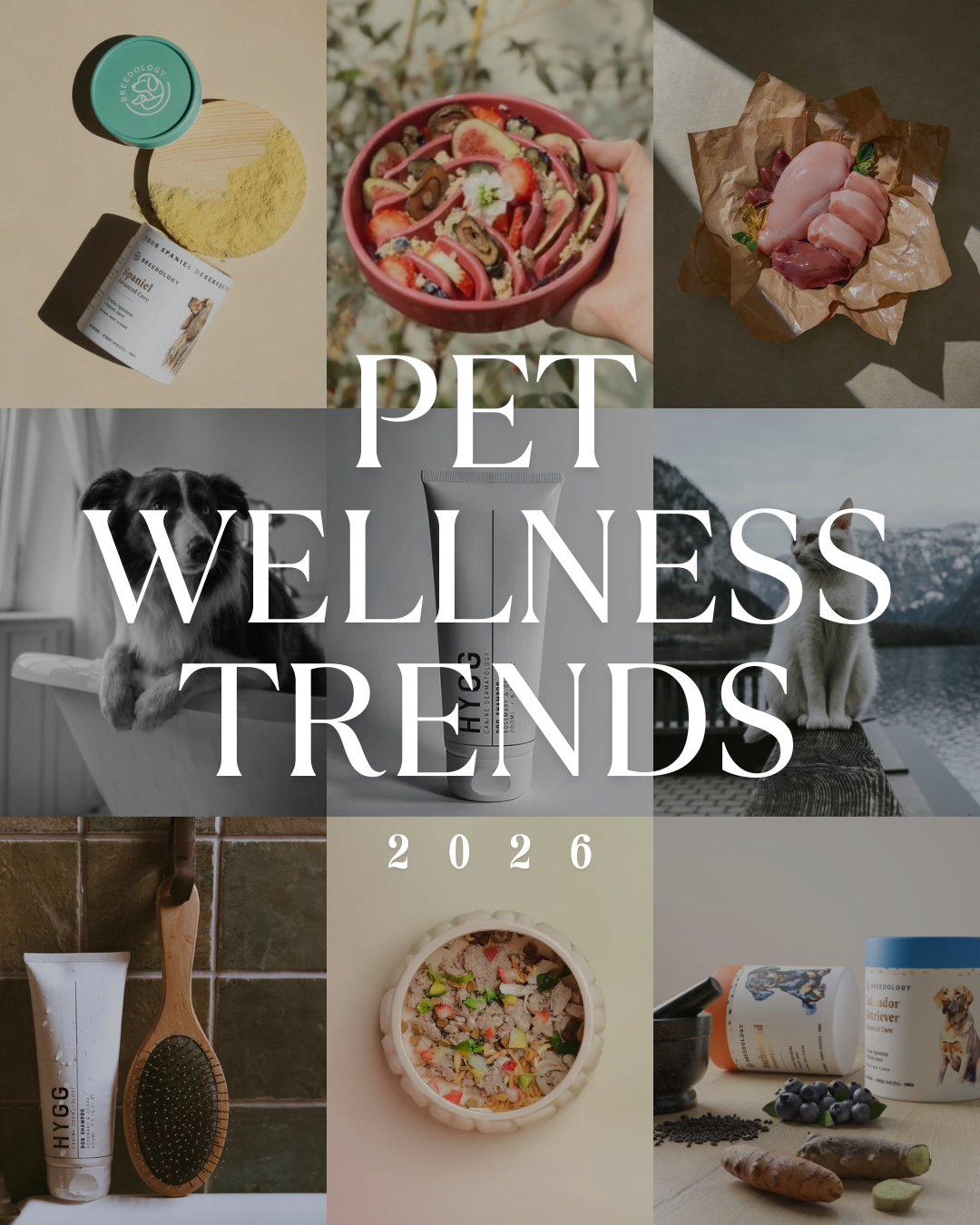 How Modern Pet Parents Are Raising the Bar – reva