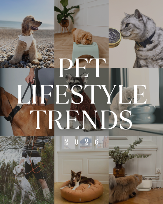 Pet Lifestyle Trends 2026: How Modern Pet Products Are Designed to Live With Us