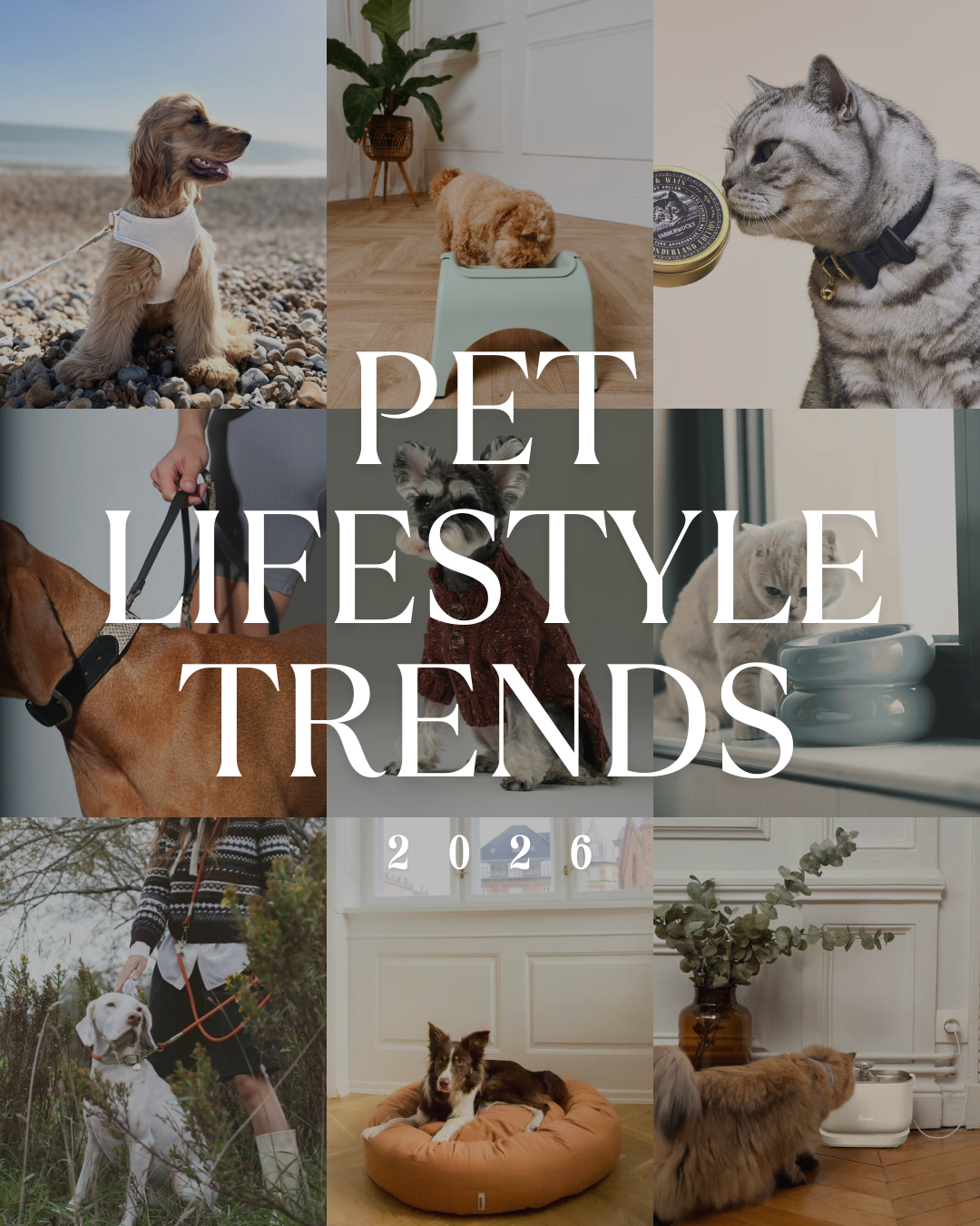 Pet Lifestyle Trends 2026: How Modern Pet Products Are Designed to Live With Us - Reva