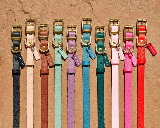 HOUND Collection: Waterproof Dog Collars, Leads, and Harnesses Handmade in Canada