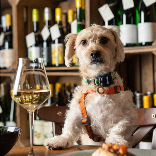 Reva x Humble Grape: Dog-Friendly Wine Tasting in London