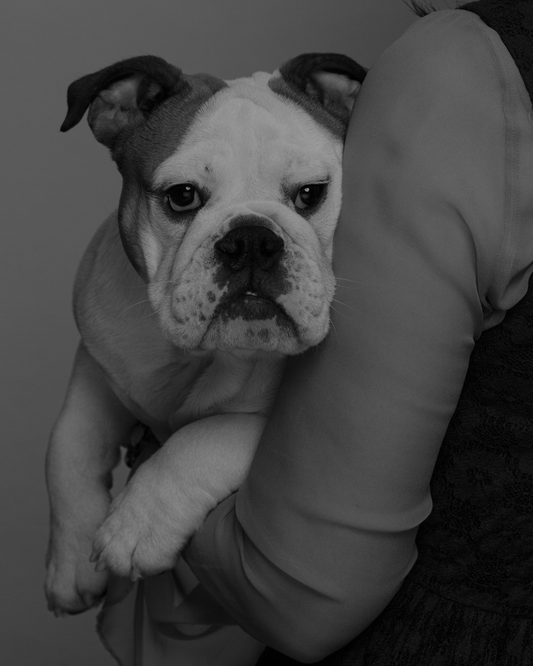 The Influence of Dogs: What the 2026 UK Dog Survey Reveals