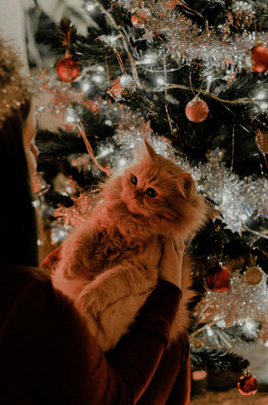 The Best Cat Christmas Gifts for 2025: A Curated Wishlist by Reva 🎄