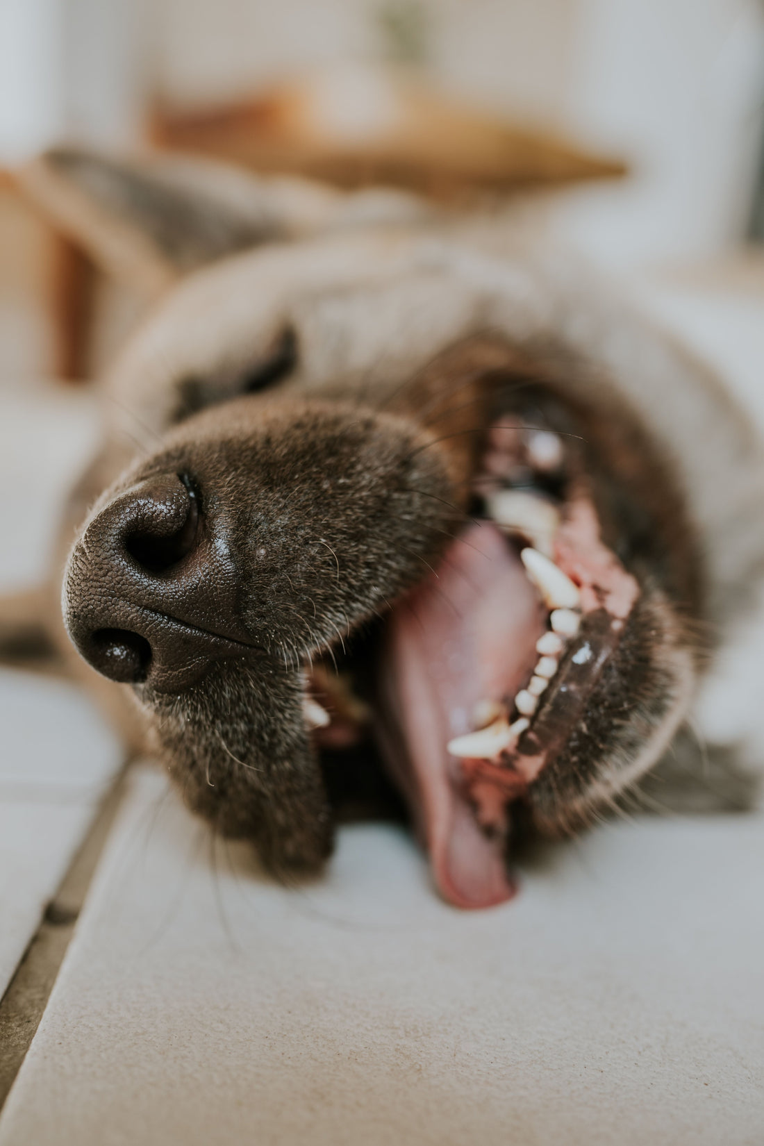 How to Clean Your Dog or Cat's Teeth: A Practical Guide to Pet Oral Care
