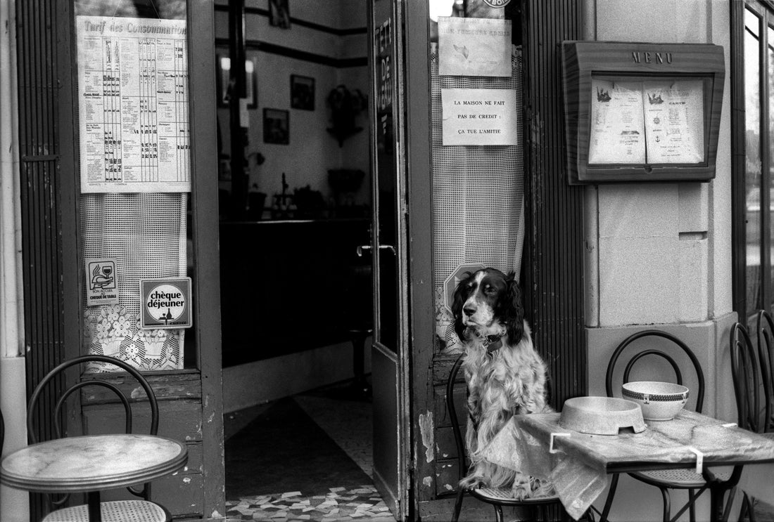 The Best Dog-Friendly Restaurants in London, Curated by Reva