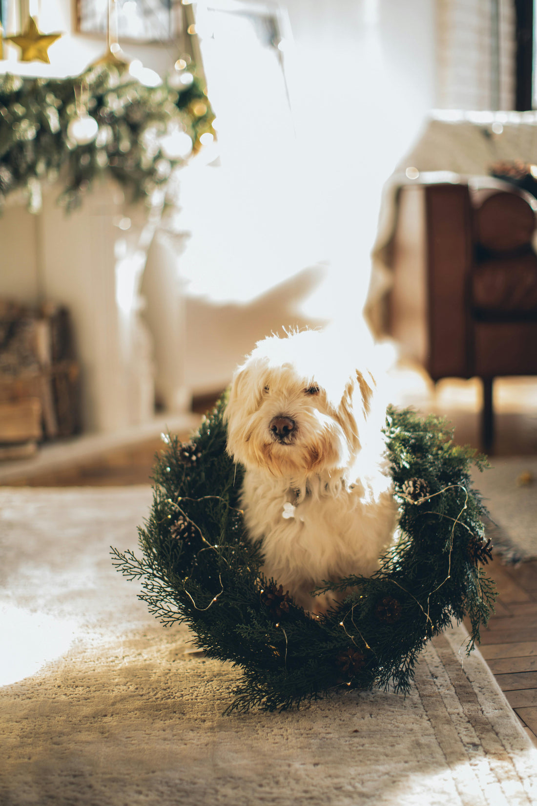 The Best Dog Christmas Gifts for 2025: A Curated Wishlist by Reva 🎄