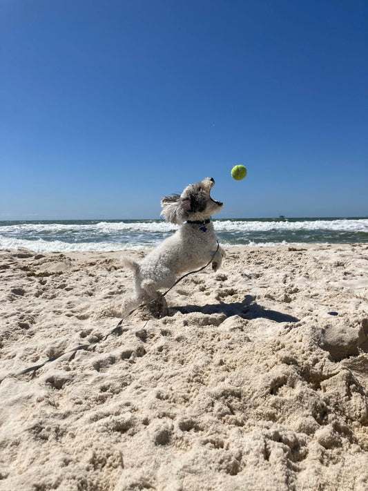 How to Keep Pets Cool in a Heatwave