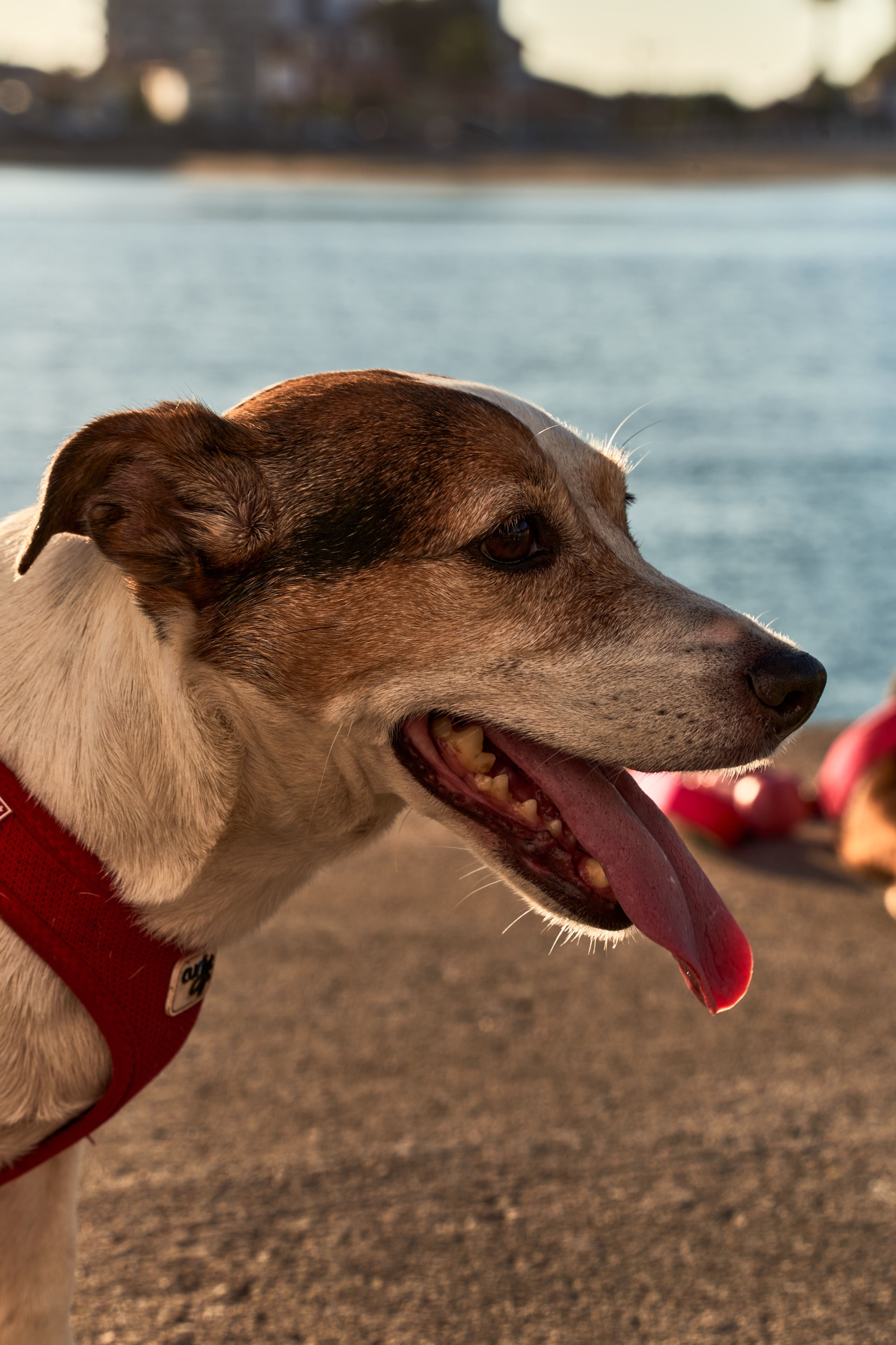 How to Keep Dogs & Cats Cool During a Heatwave