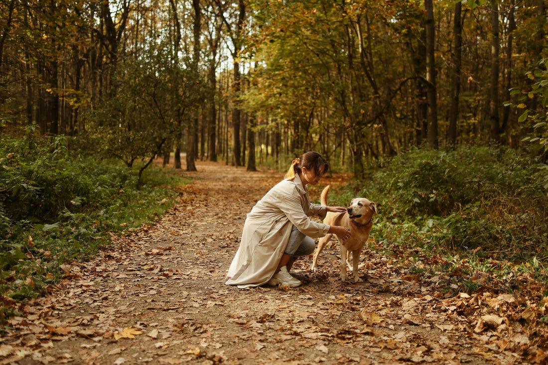 Top 5 Dog-Friendly Hikes Near London – Reva