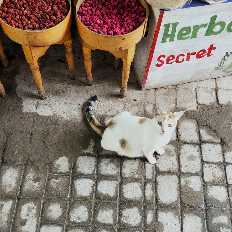 CocoCat