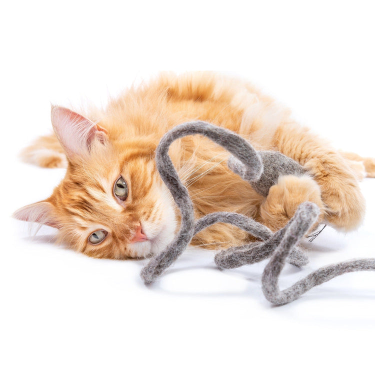 Cat Collection