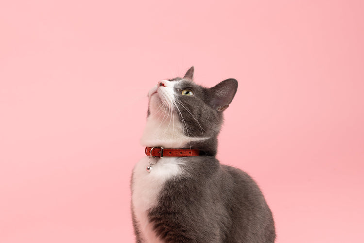 Grooming and Wellness