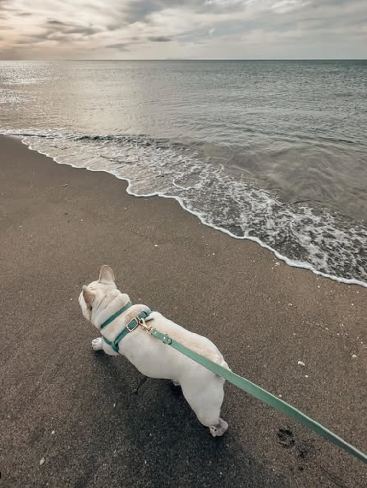 British Winter Adventures