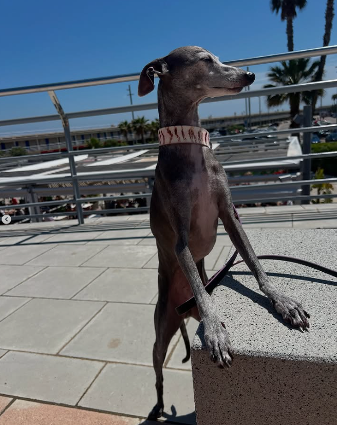 Summer Dog-Walk Must-Haves