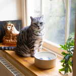 Cat Bowls & Feeding