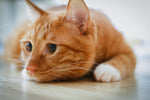 Food, Treats & Catnip