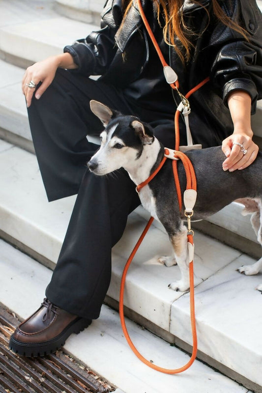 Paracord and Leather Dog Harness
