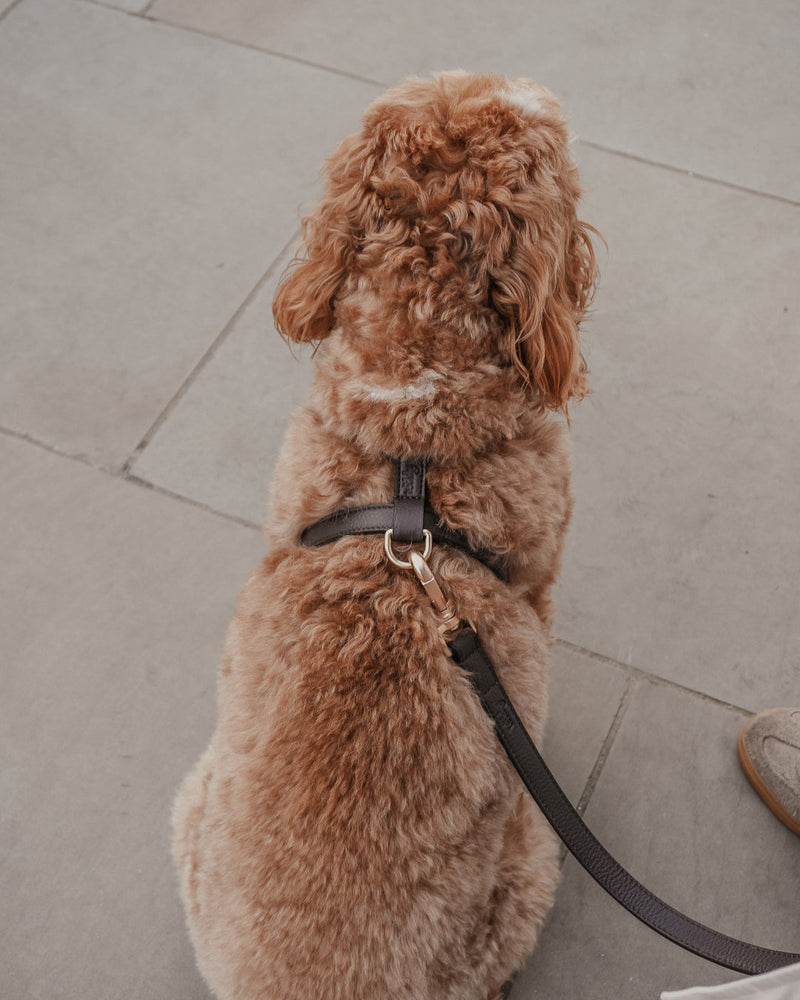 Chocolate┃Studio Step-In Harness