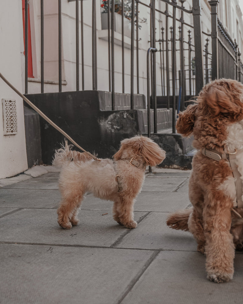 Hazelnut┃Studio Step-In Harness