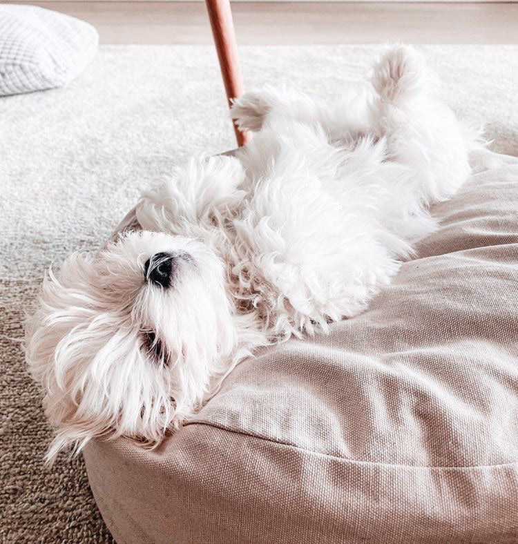 timeless round dog bed with a maltese dog lying on it