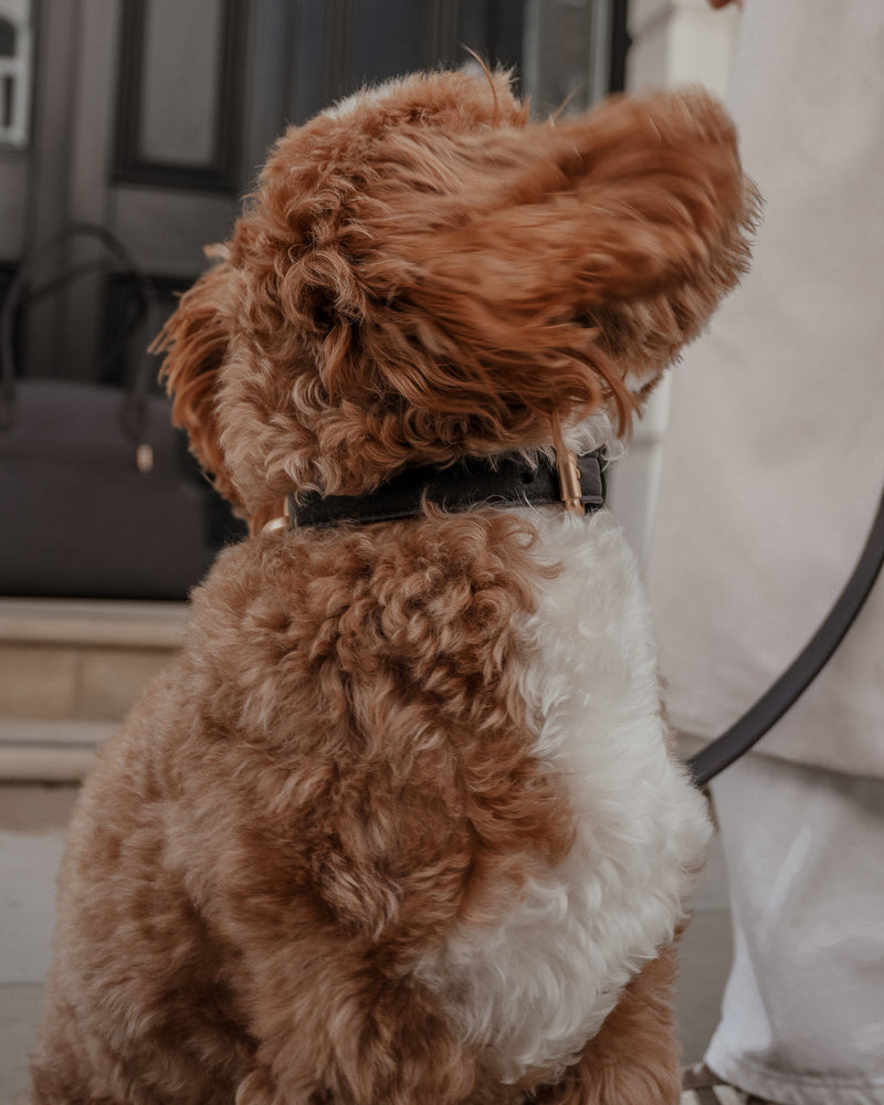 Chocolate┃Studio Collar