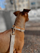 Collar & Leash Set Sand Light brown- Archive sale