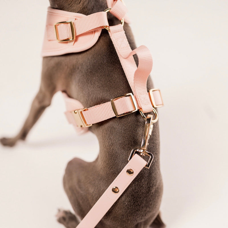 Elise Harness & Leash Set - Rose