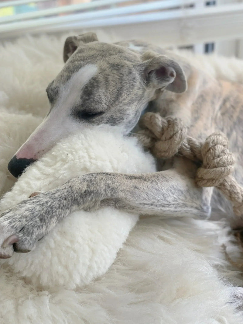 Natural Woolen Dog Tug Toy - Beige - MellowConceptStore
