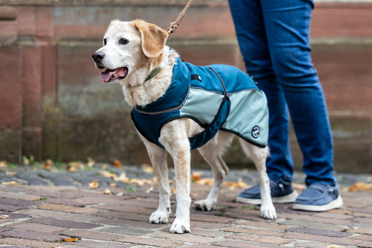 Balu Bild-36