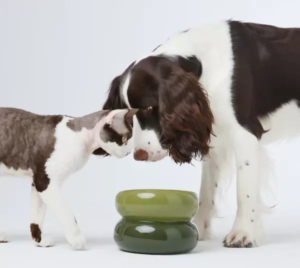 Soufflé Pet Bowl Avocado Green 4