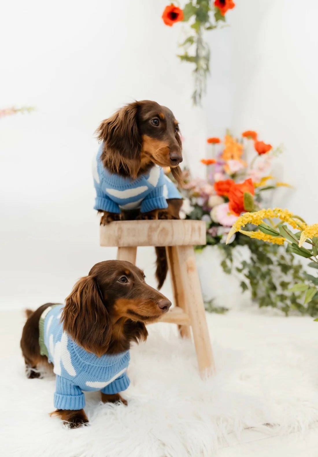 cute-dog-jumper.webp
