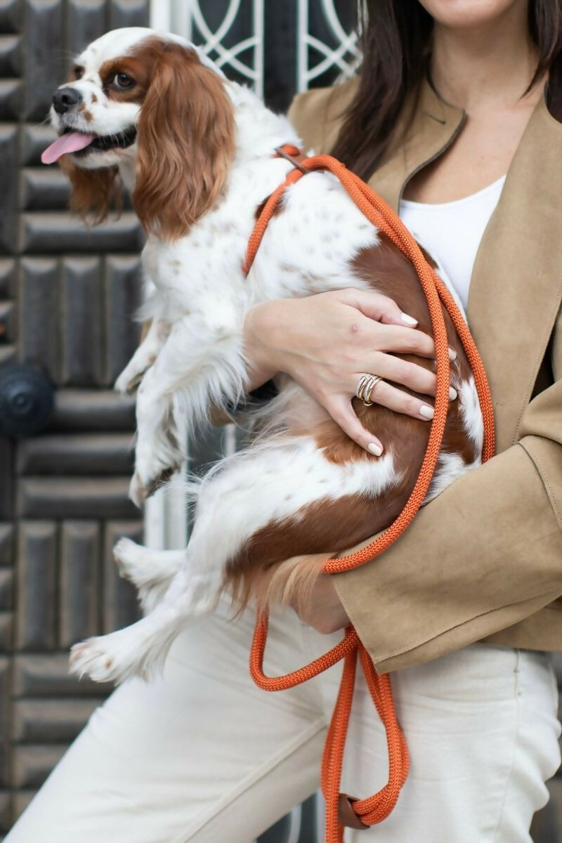 All-in-one Paracord Dog Harness