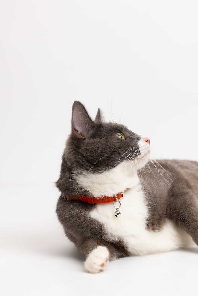Red Cork Cat Collar
