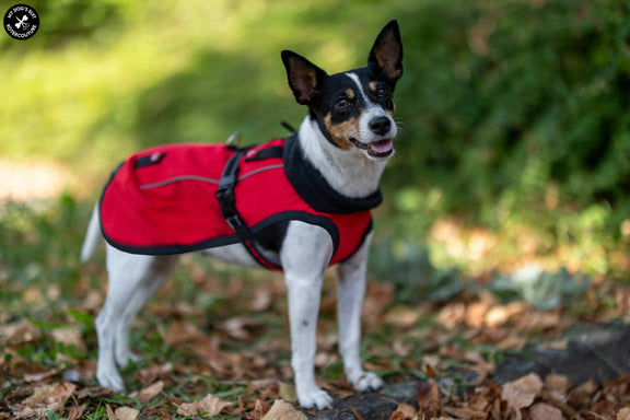 Cooky-Bild-47_softshell_red