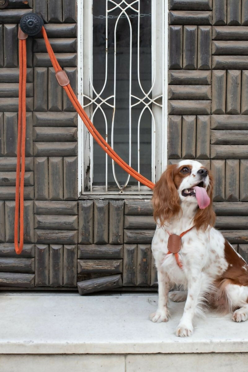 All-in-one Paracord Dog Harness