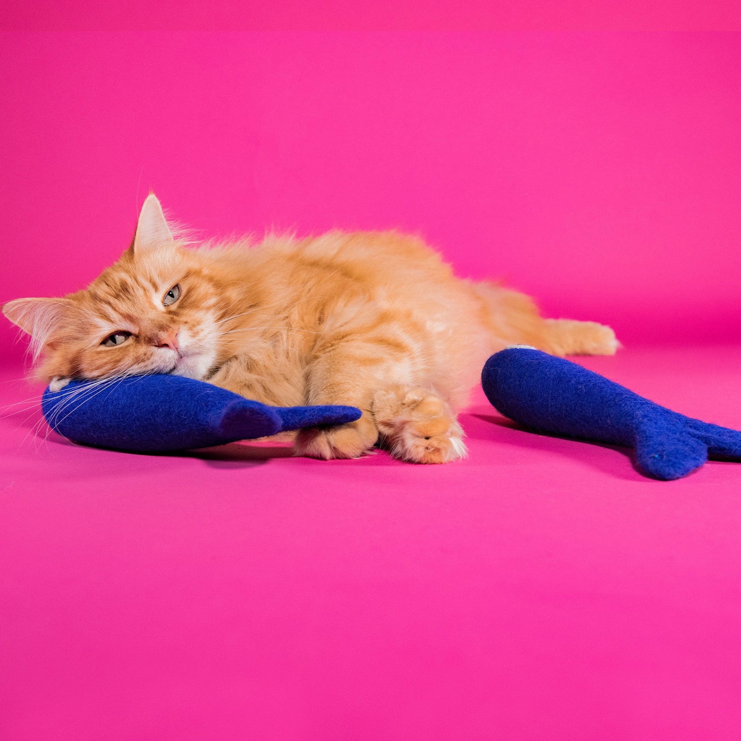 Felt Cat Toys - Freddy The Big Fish | Mimis Daughters