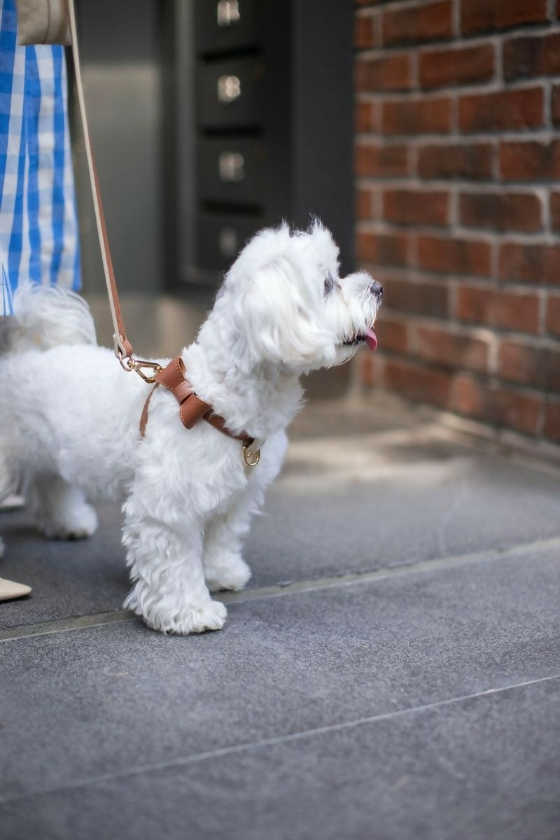 Leather Dog Cross Harness
